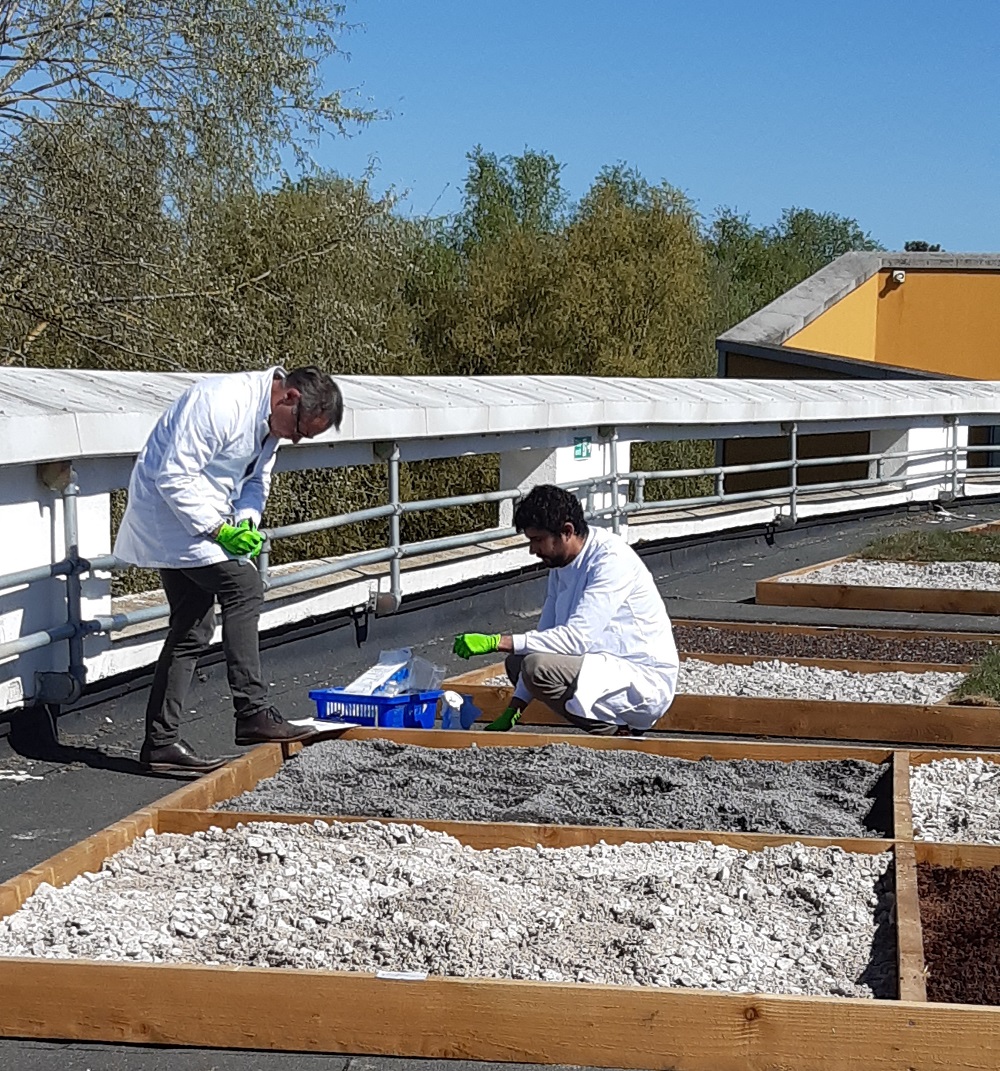 Living Roof planting